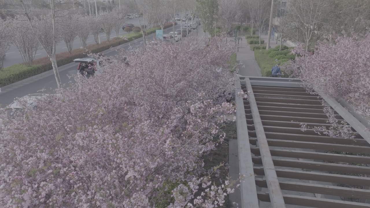 樱花盛开的城市