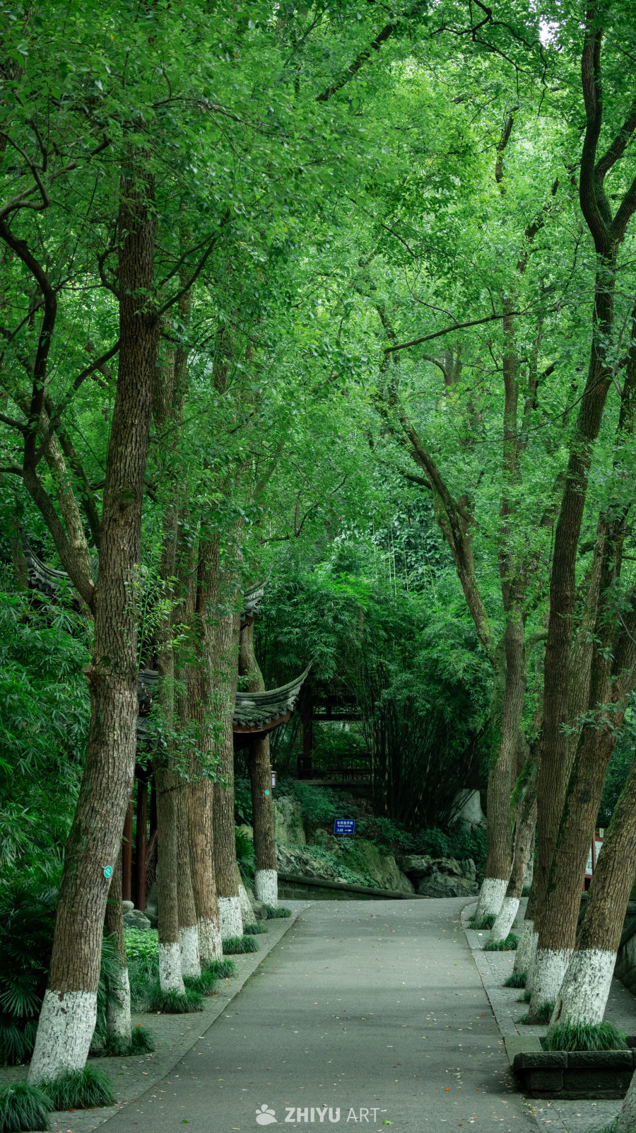 绿荫古亭静谧景