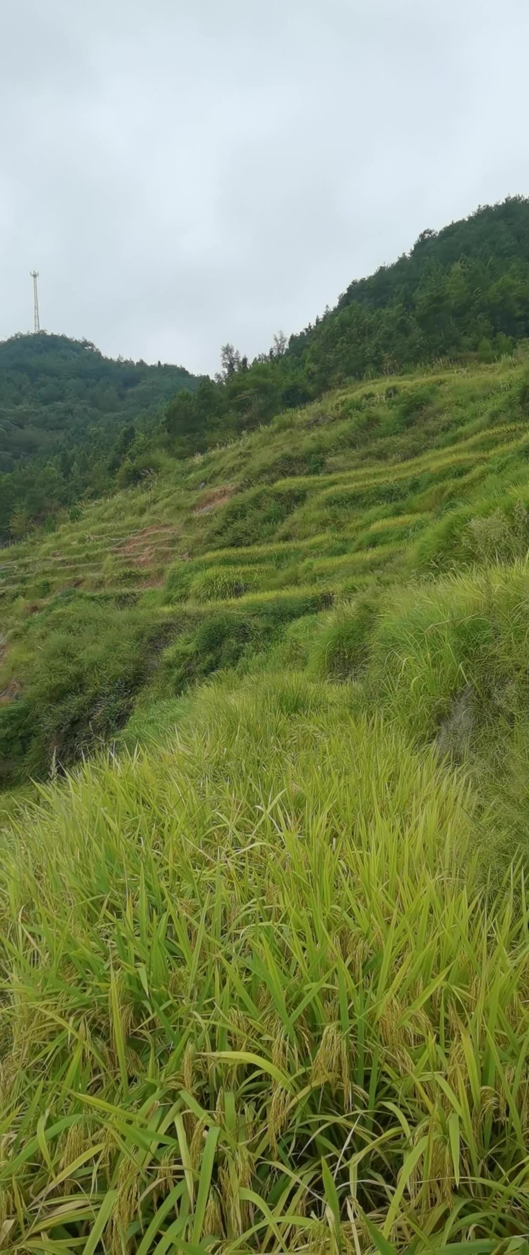 乡村 水稻