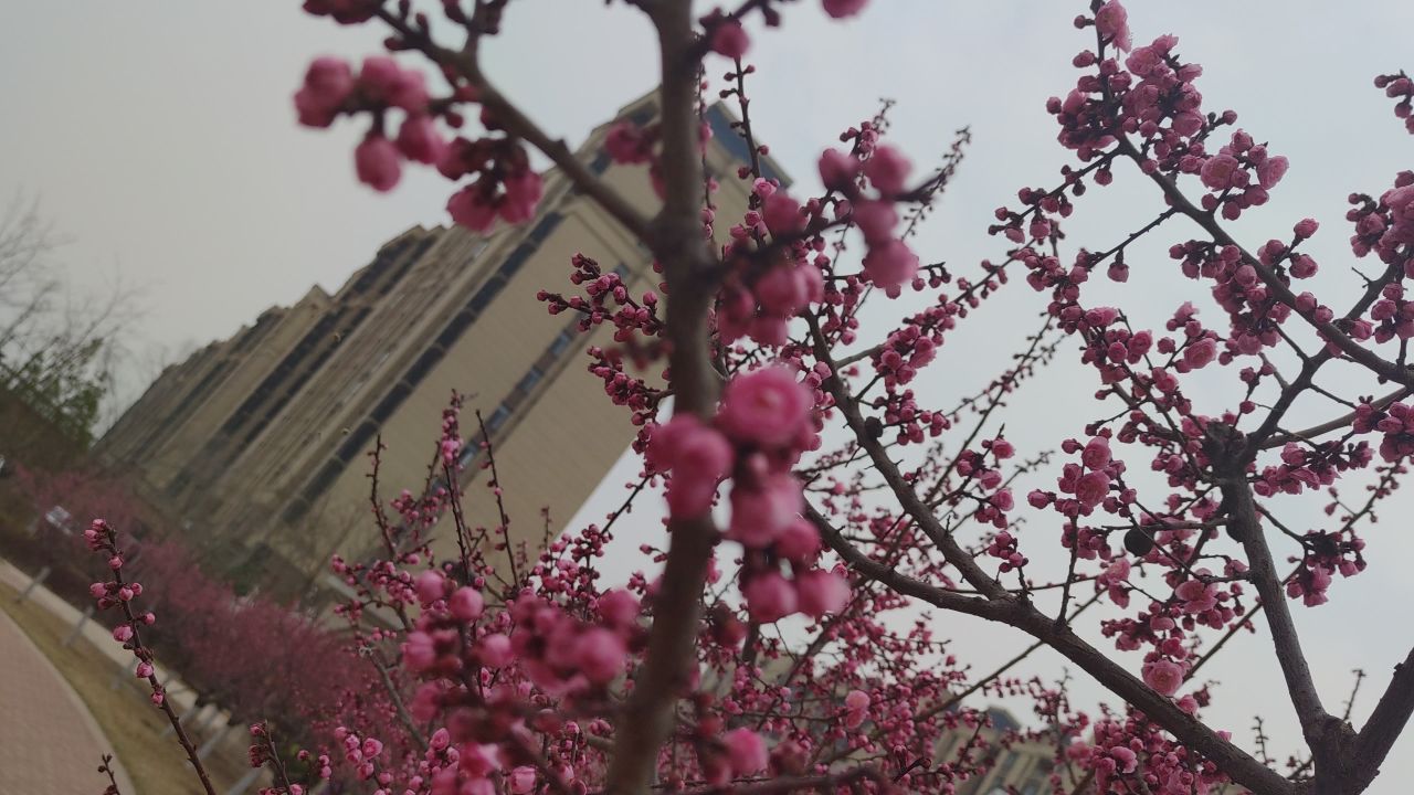春景