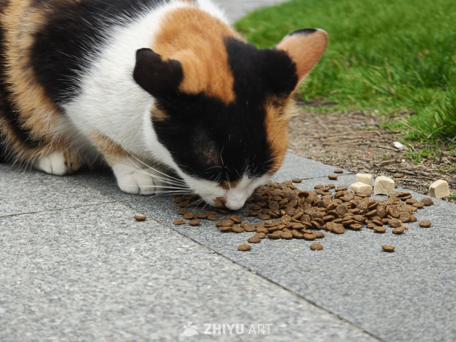 觅食的猫咪