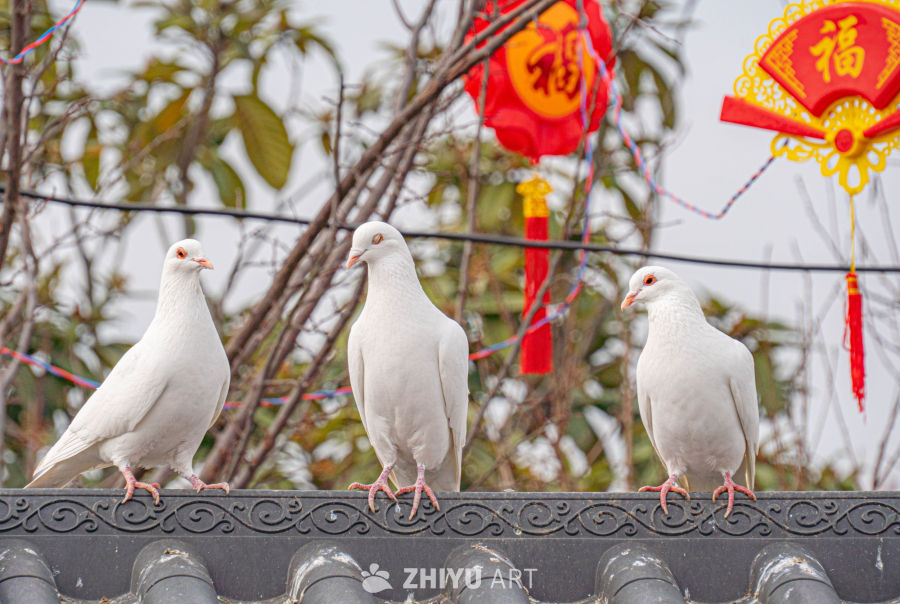 鸽子 20