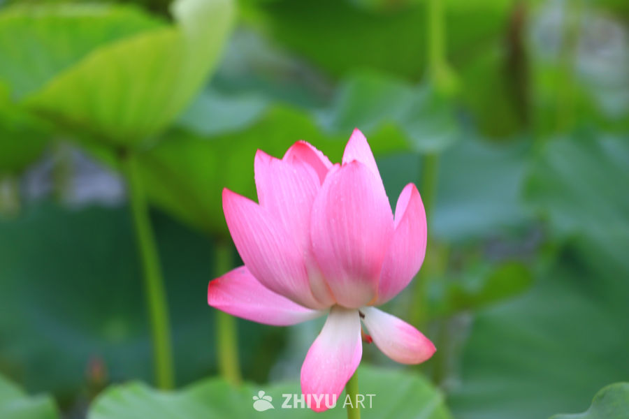盛夏荷花 23