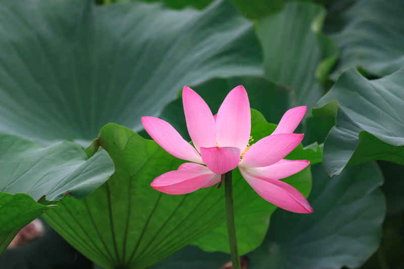 荷花 13