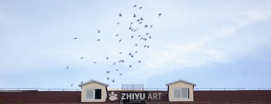 鸽群飞过城市屋顶