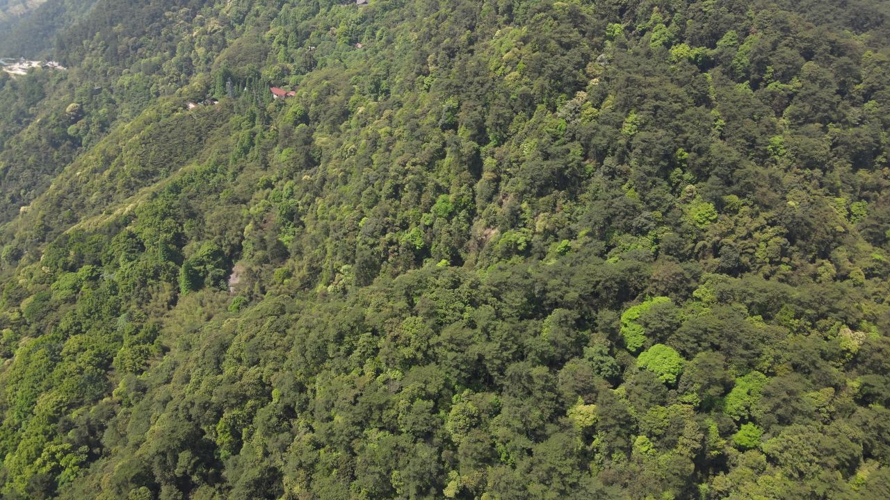 重庆缙云山航拍 3