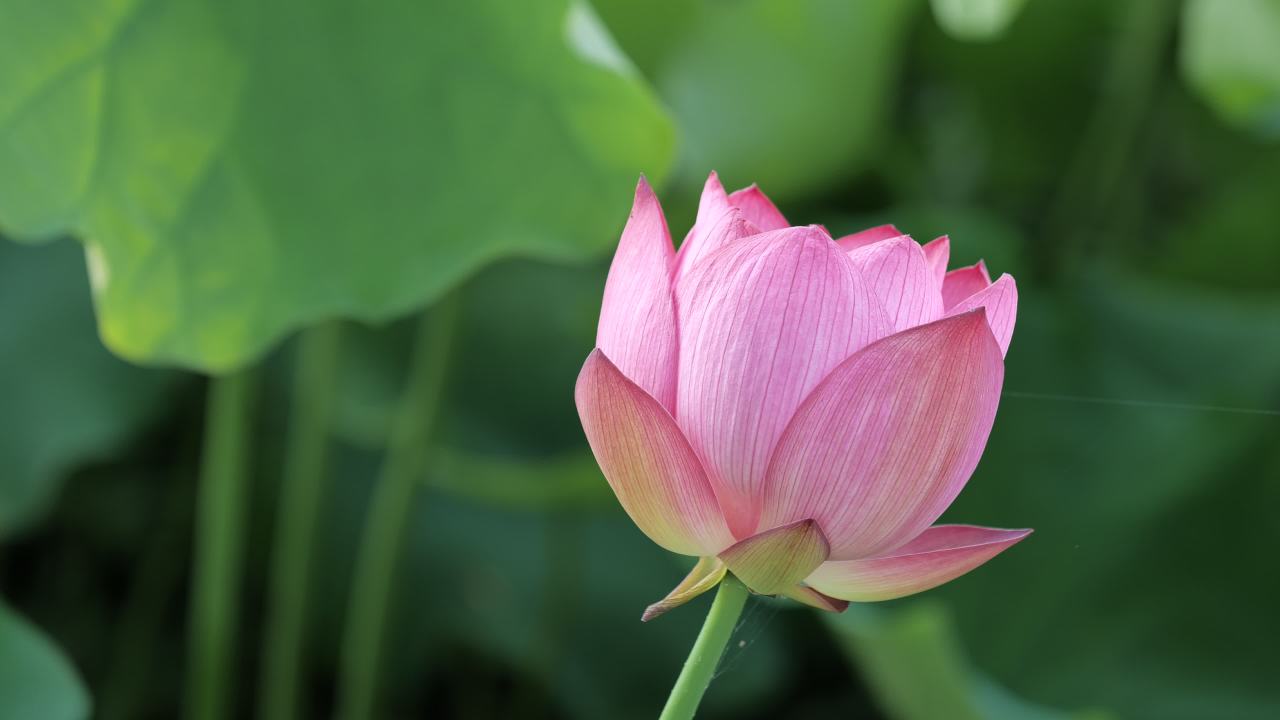 荷花 10