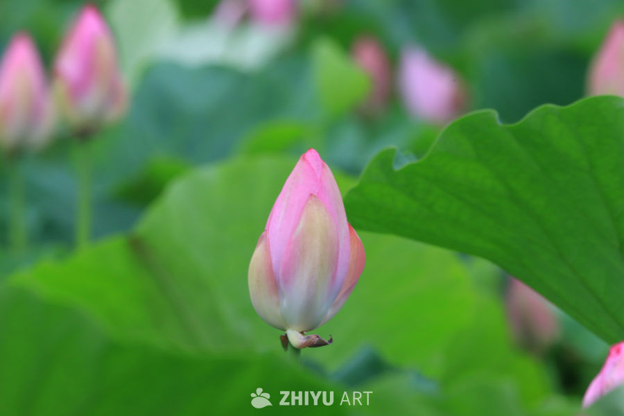 荷花 76