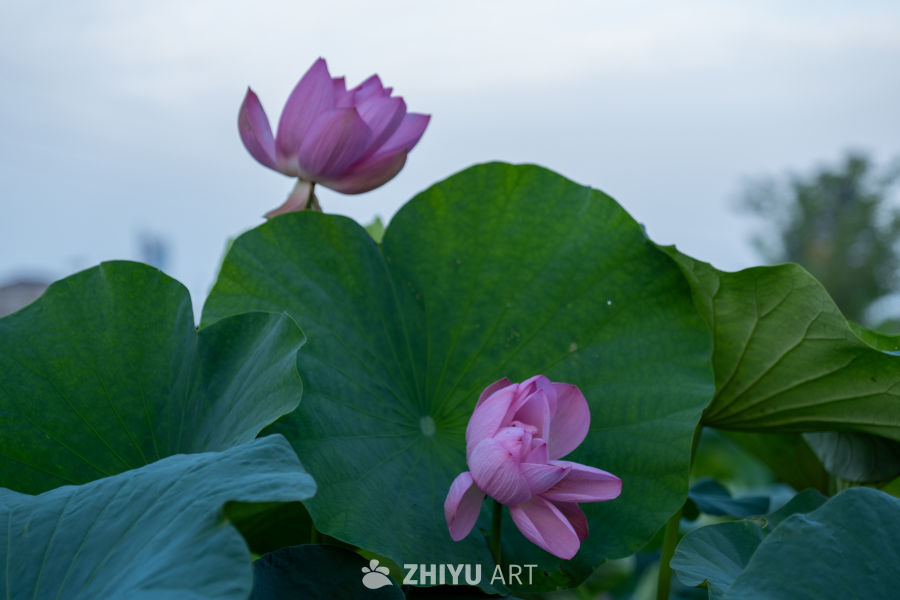 荷花 6