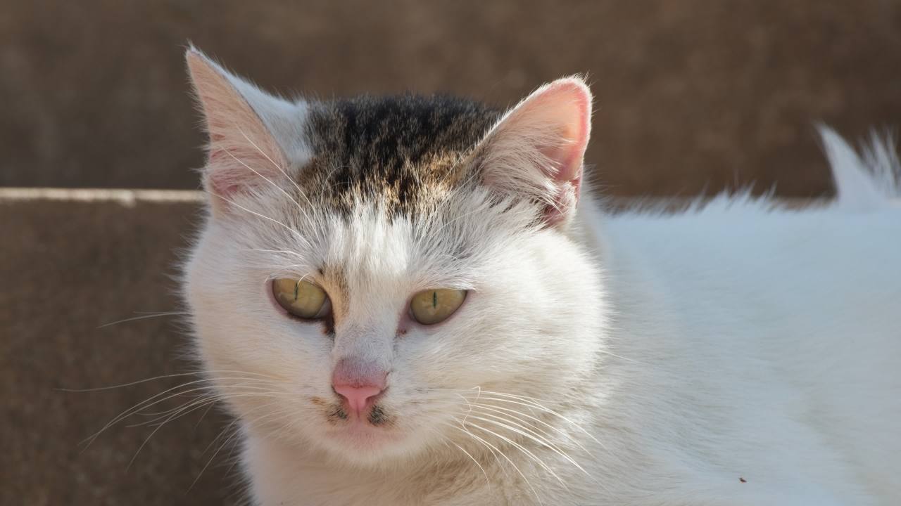 公园的小猫咪流浪猫 18