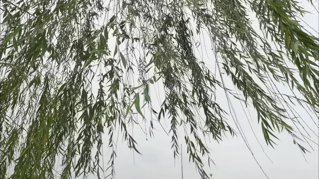 风吹柳树