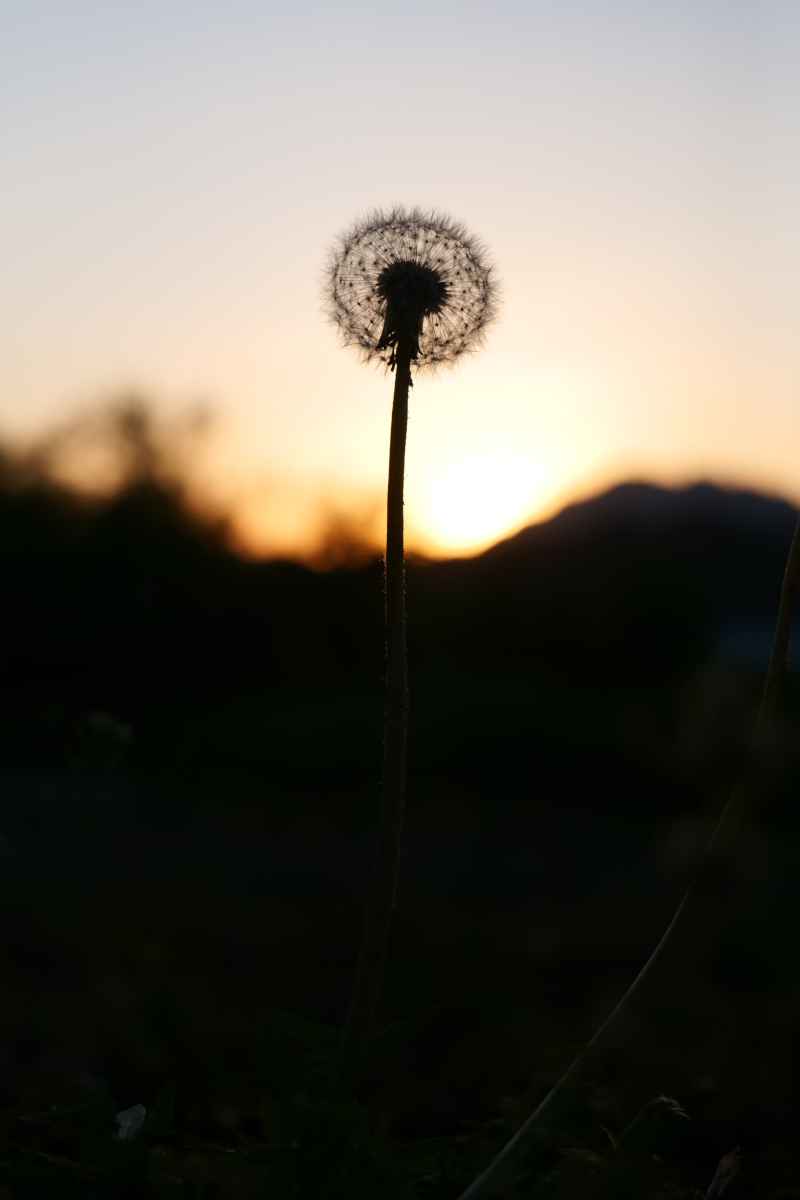 夕阳下的蒲公英