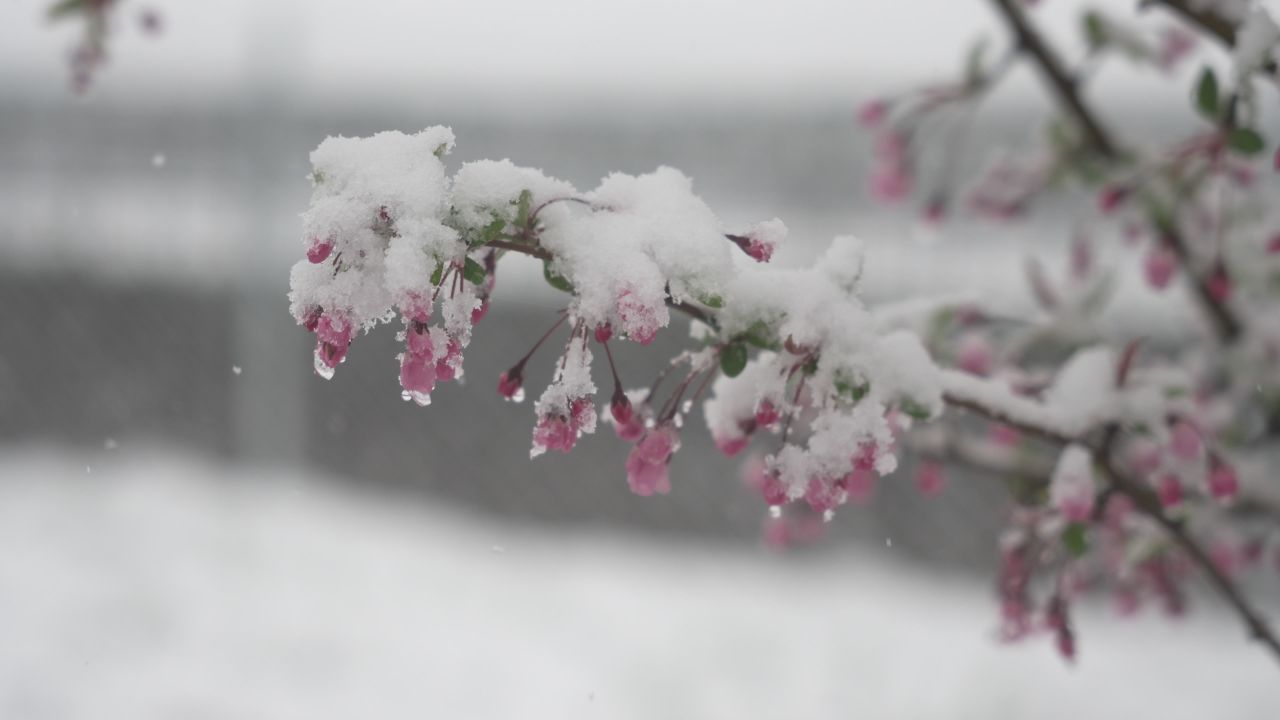 罕见的自然奇观 | 三月桃花雪