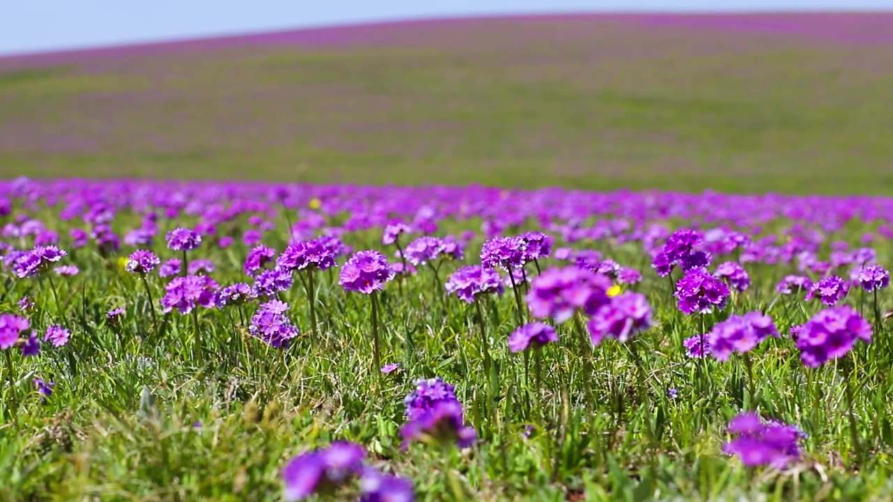 草原森林山脉自然风光
