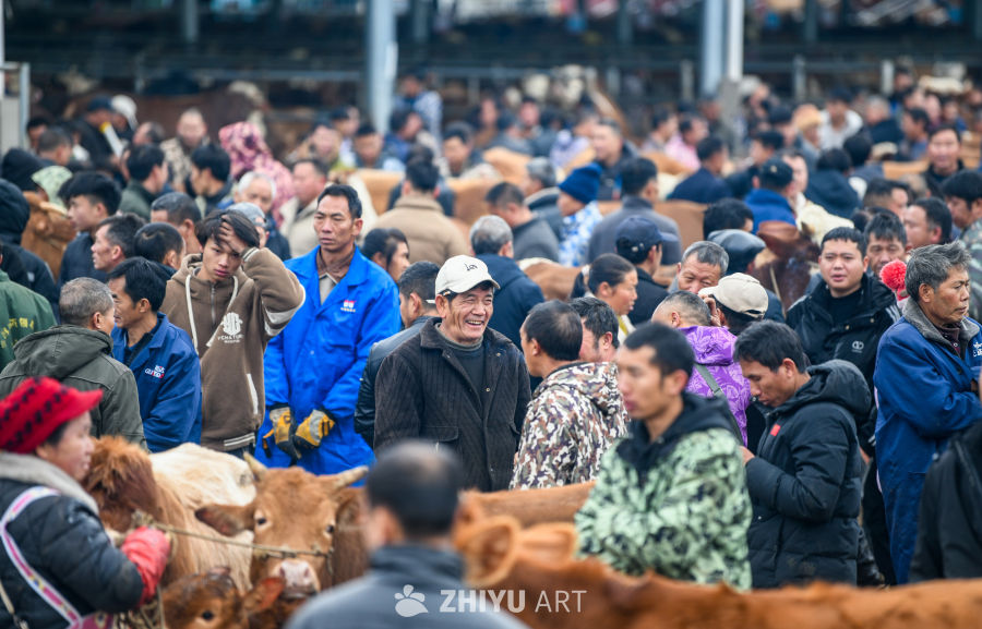 航拍贵州畜牧交易市场 牛市交易 6