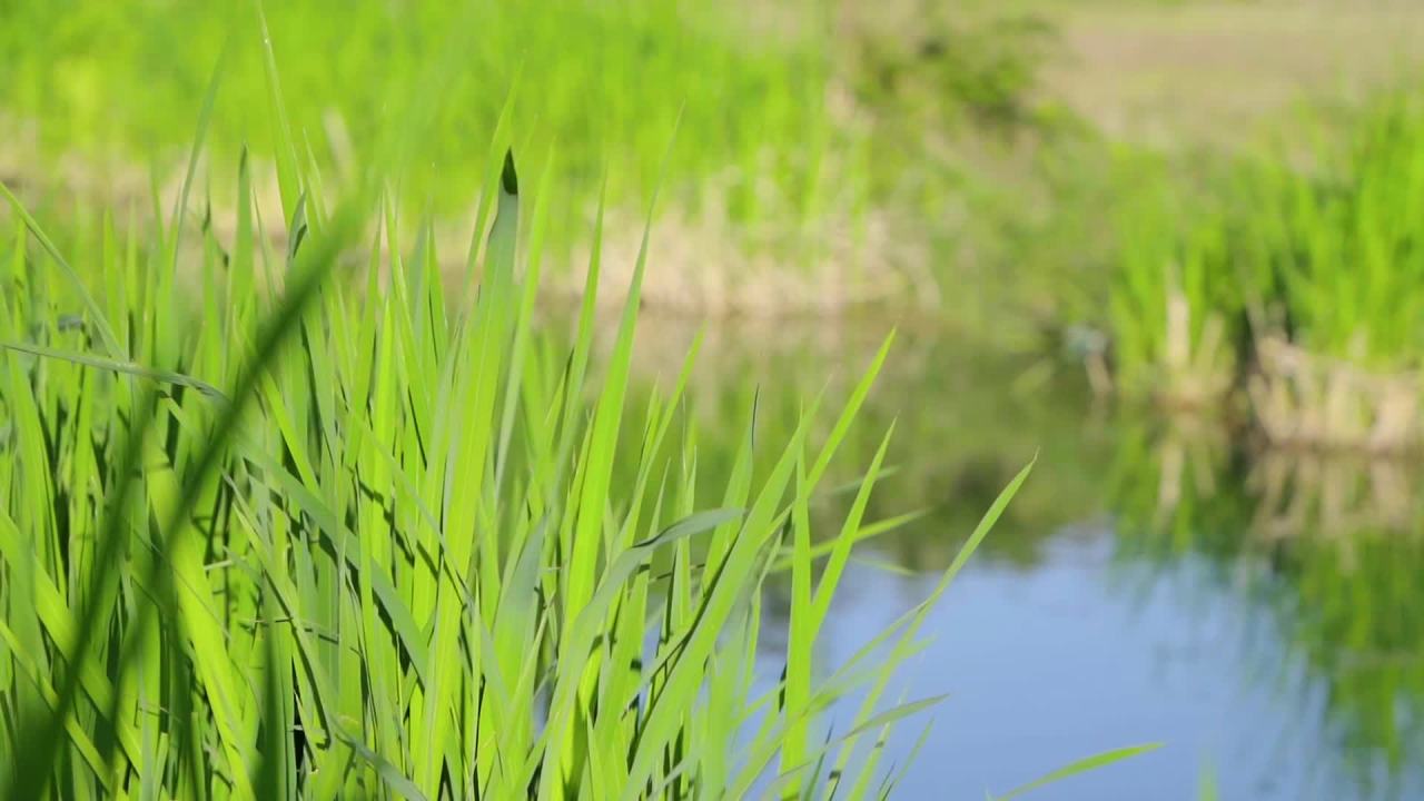 绿意盎然的池塘边