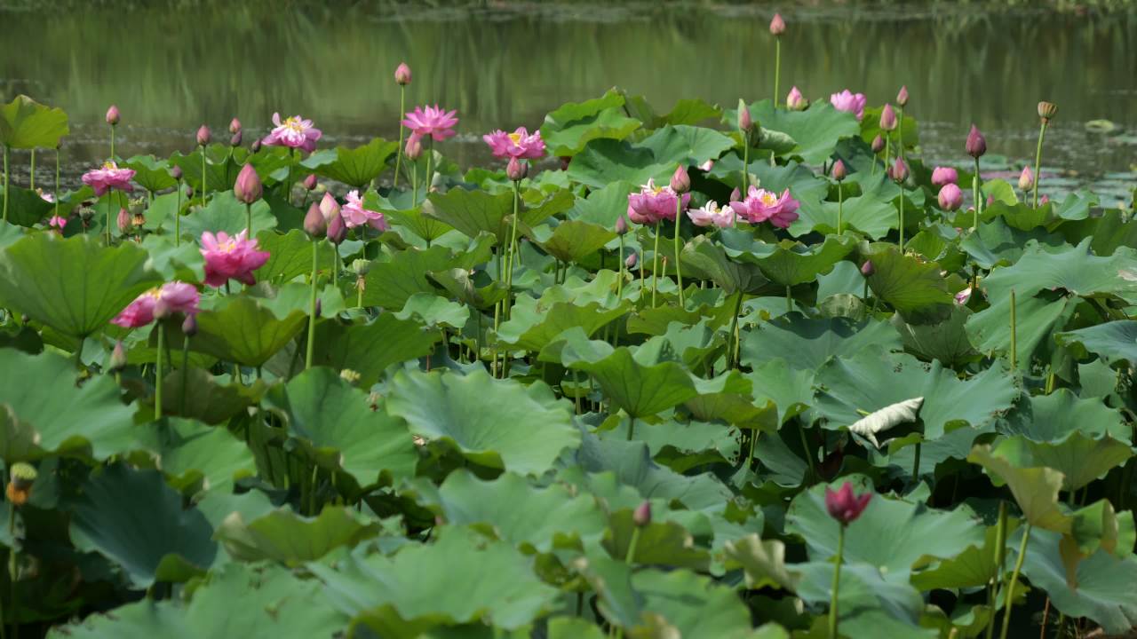 荷花 61