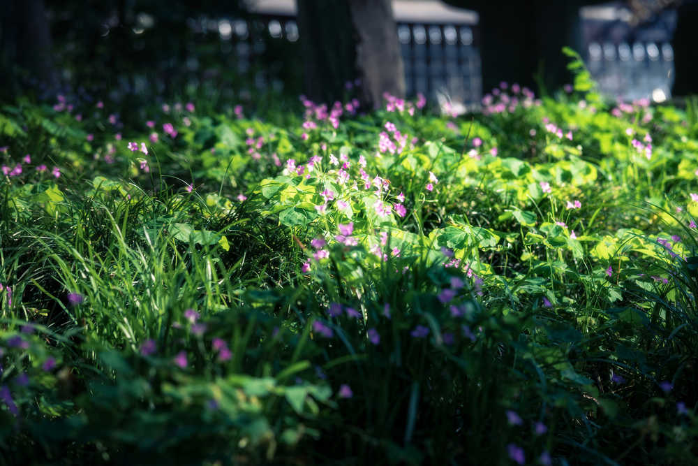 阳光下的紫花