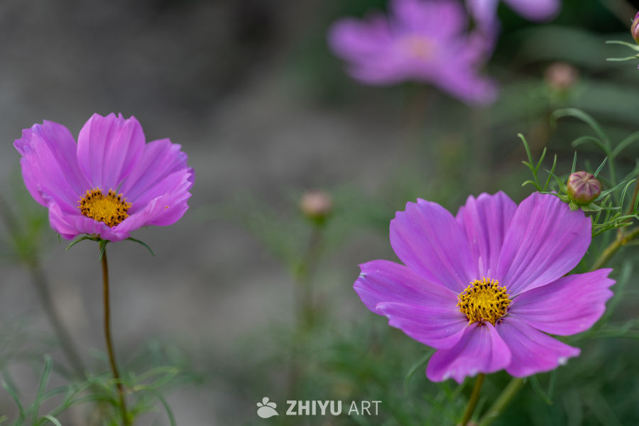 古楼荷花 10