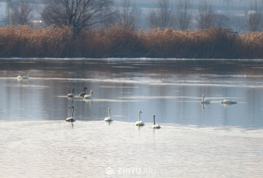 西伯利亚白天鹅到黄河兰州段“三江口”湿地筑巢越冬 9