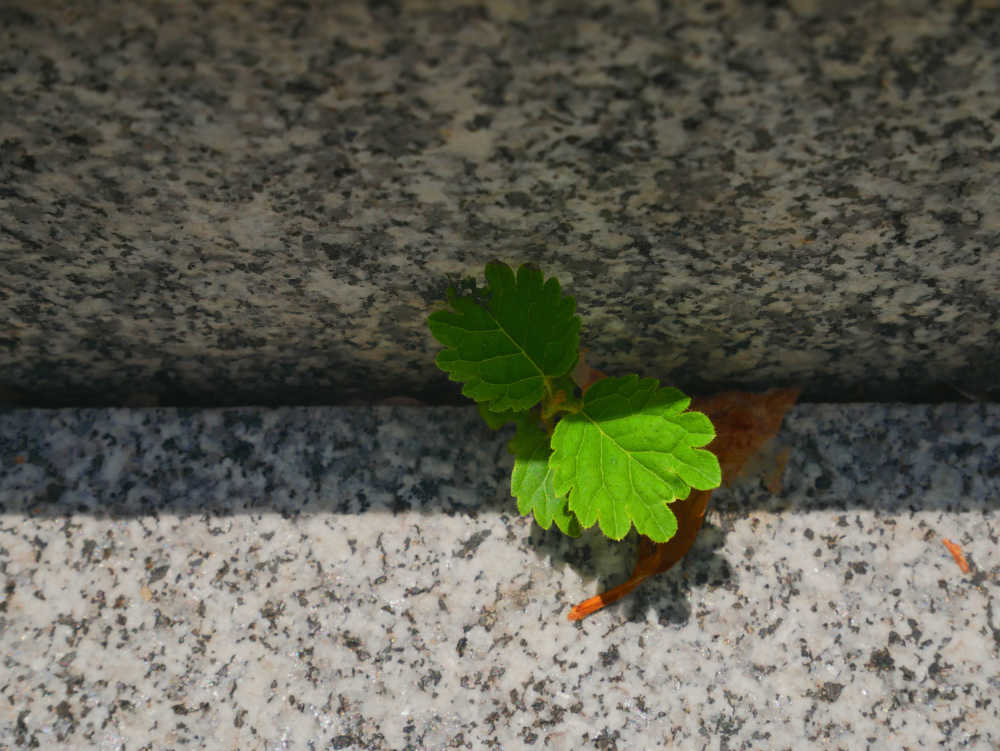 石阶缝长出的小苗