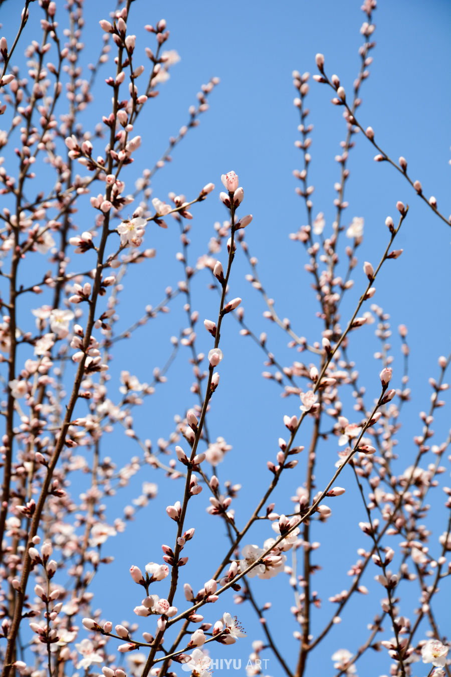 春花山桃