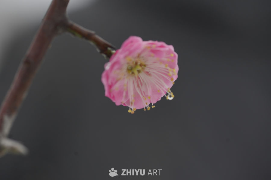 粉梅绽放