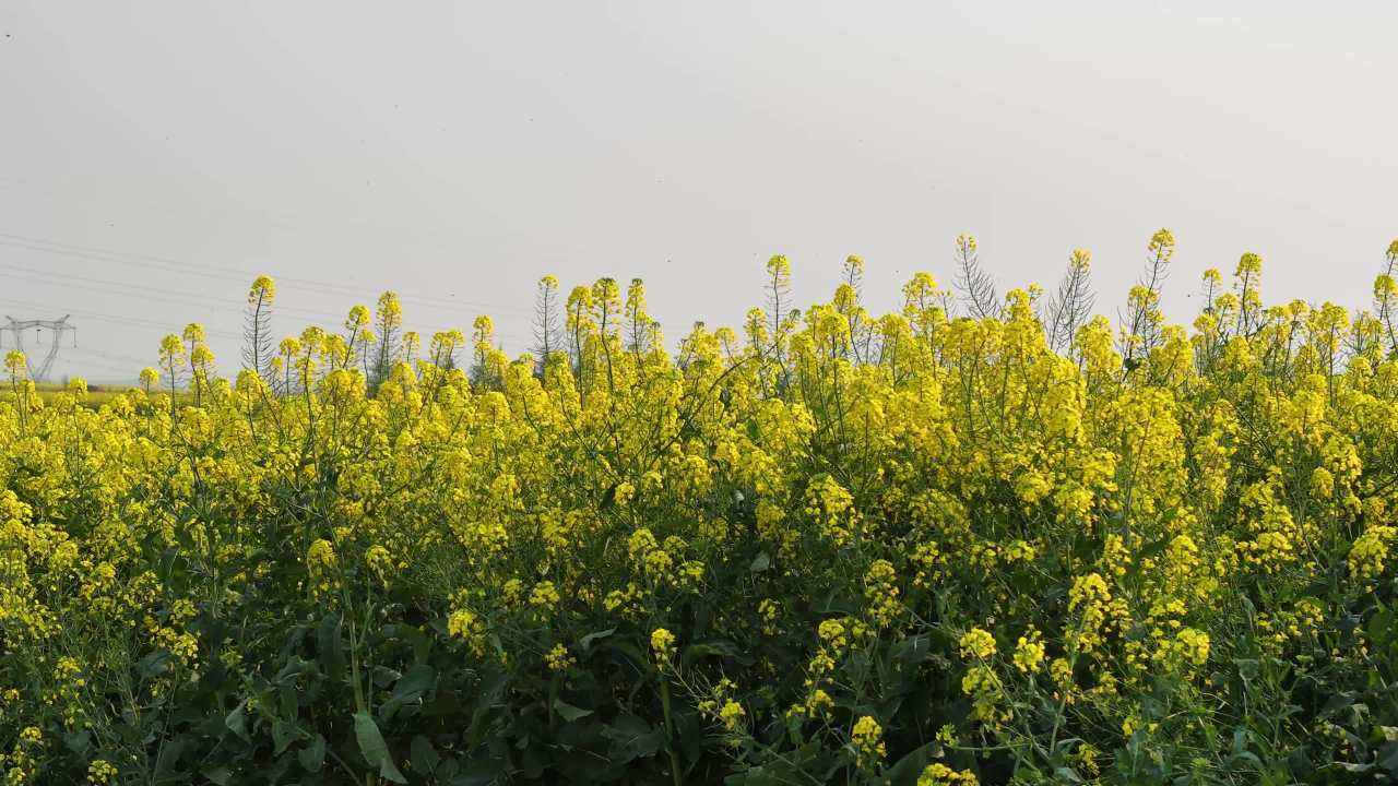 油菜花开的田野