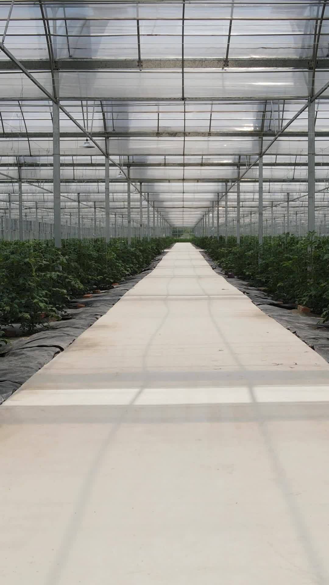 温室植物走廊