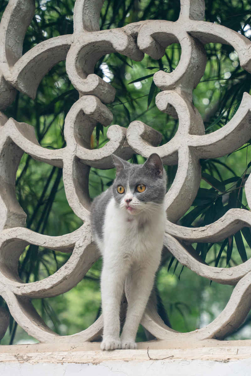 西园寺 小猫 2