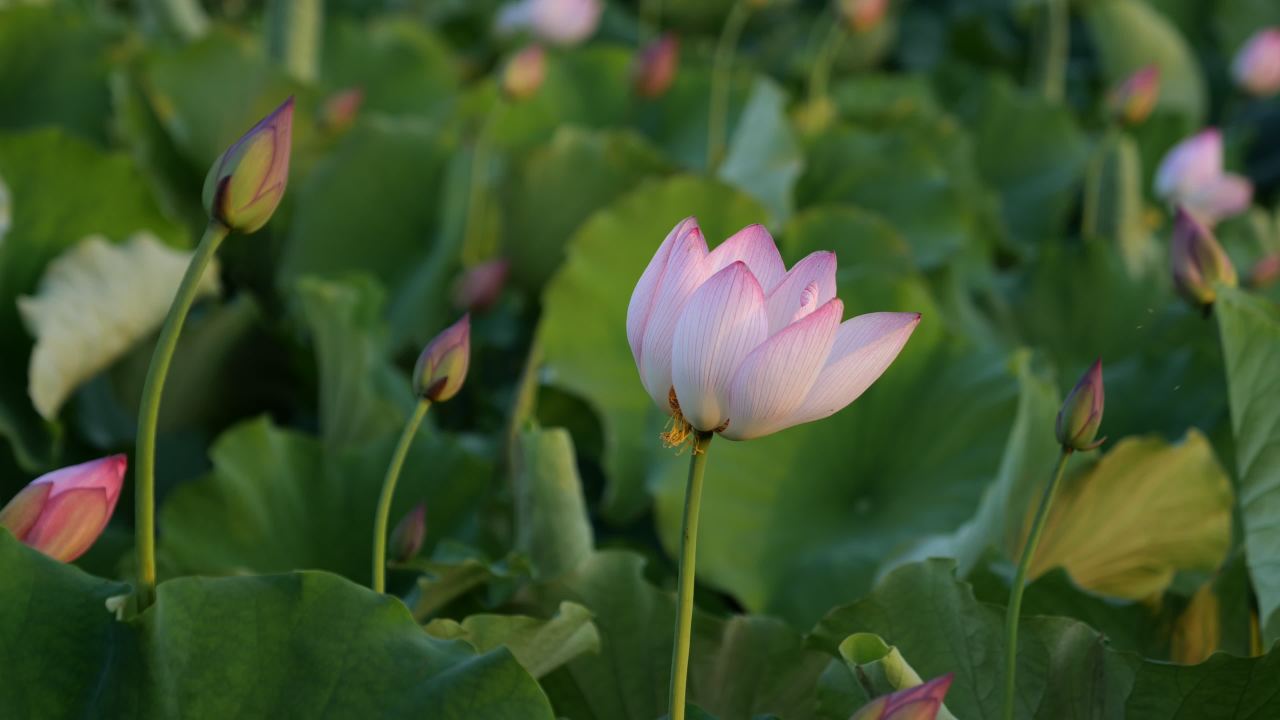 荷花古楼 6