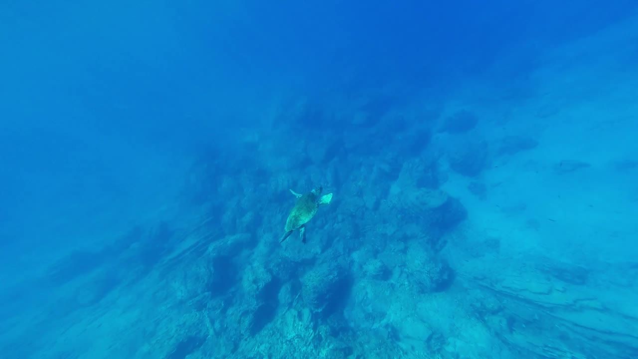 海洋龟水肺潜水