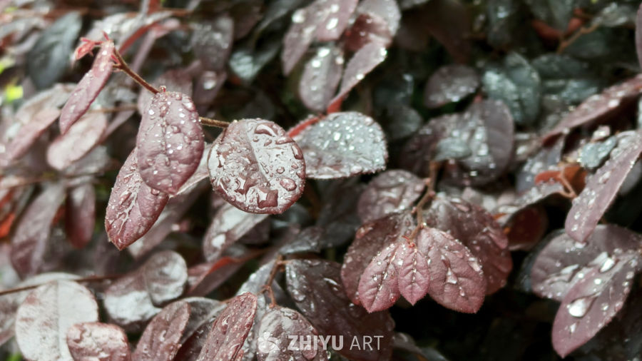 雨后紫叶植物
