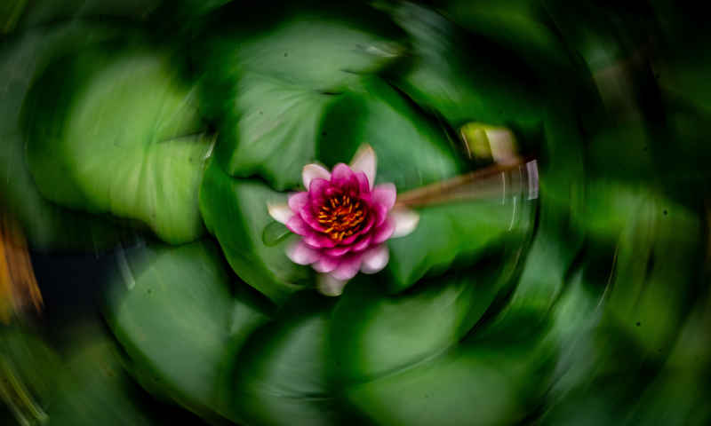 荷花