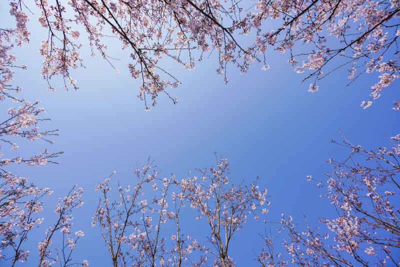 樱花 18