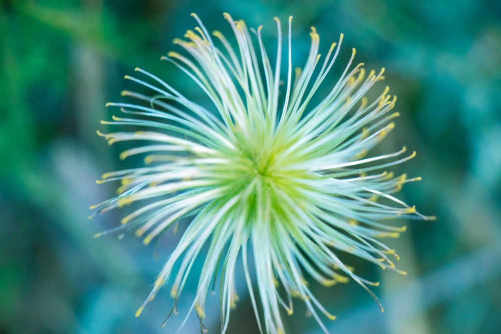 高原花草
