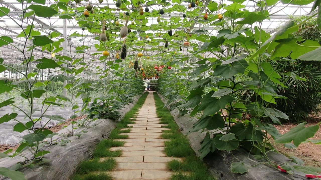 农业种植大棚有机蔬菜 