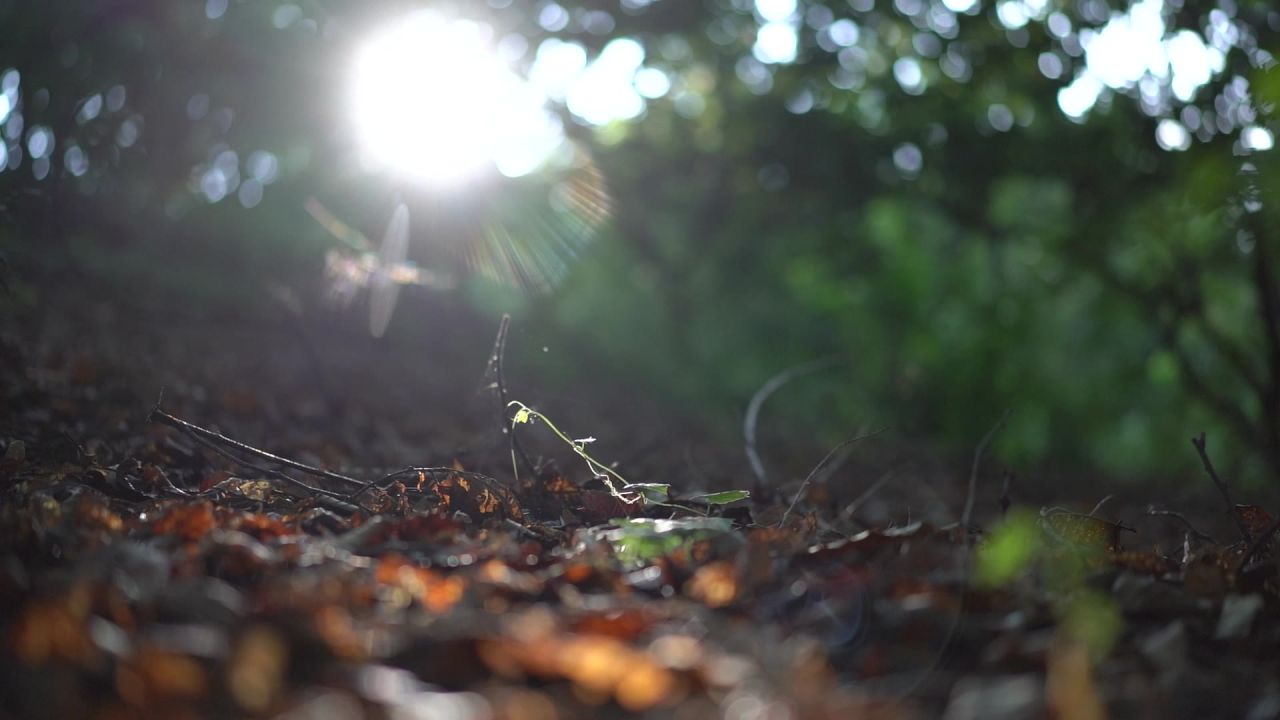 一缕阳光照射在周围都是枯树叶上的嫩芽上