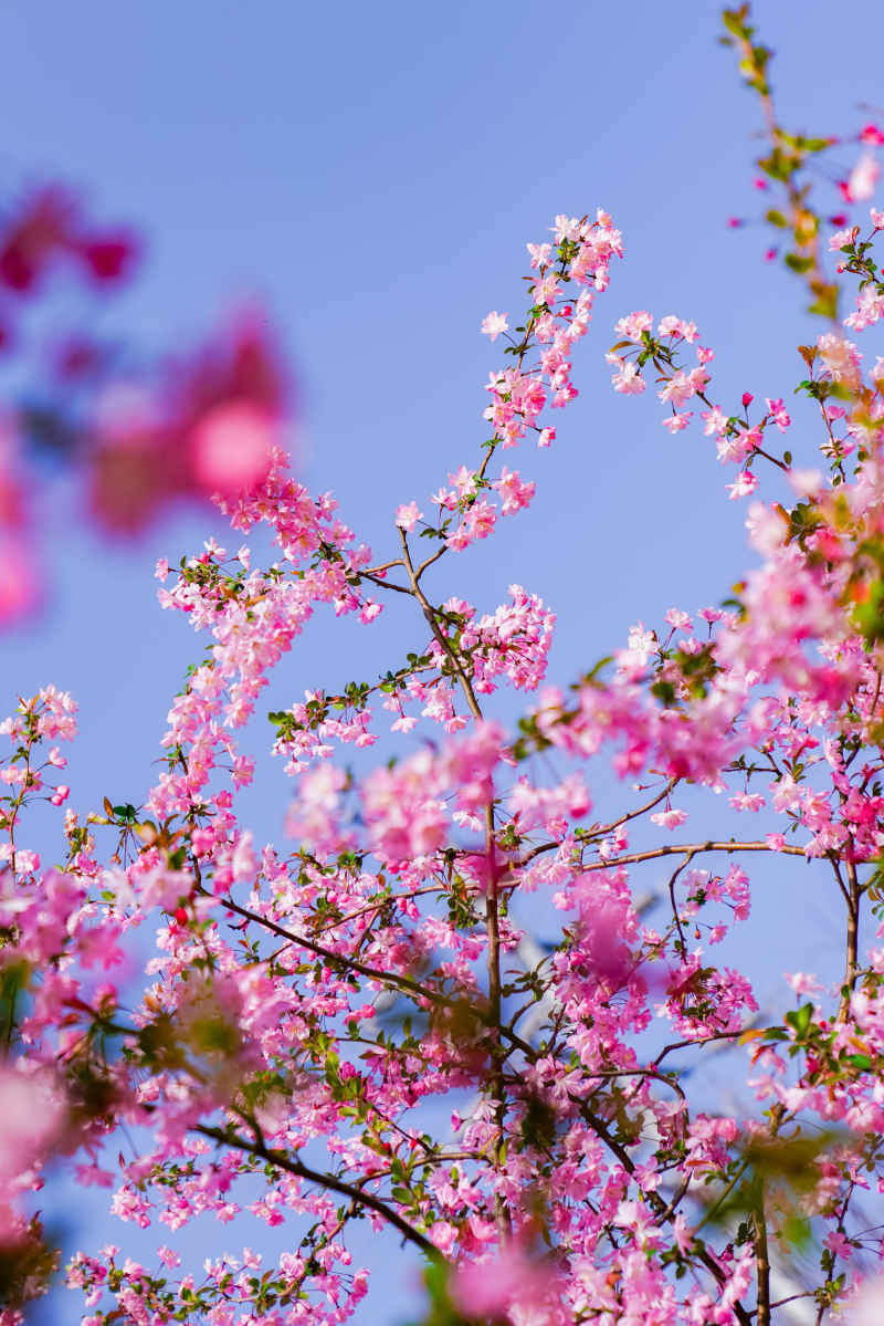 海棠花开 11