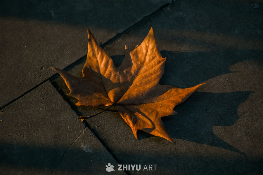 秋日暖阳下的落叶