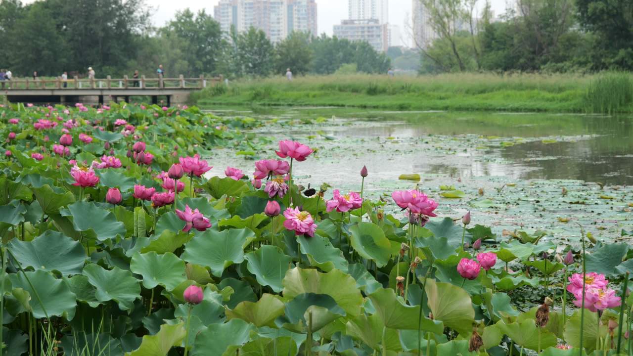 荷花 30