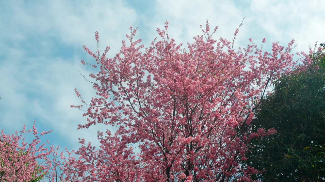 樱花盛开的春天