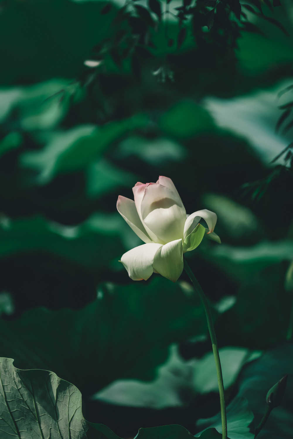 荷花 2