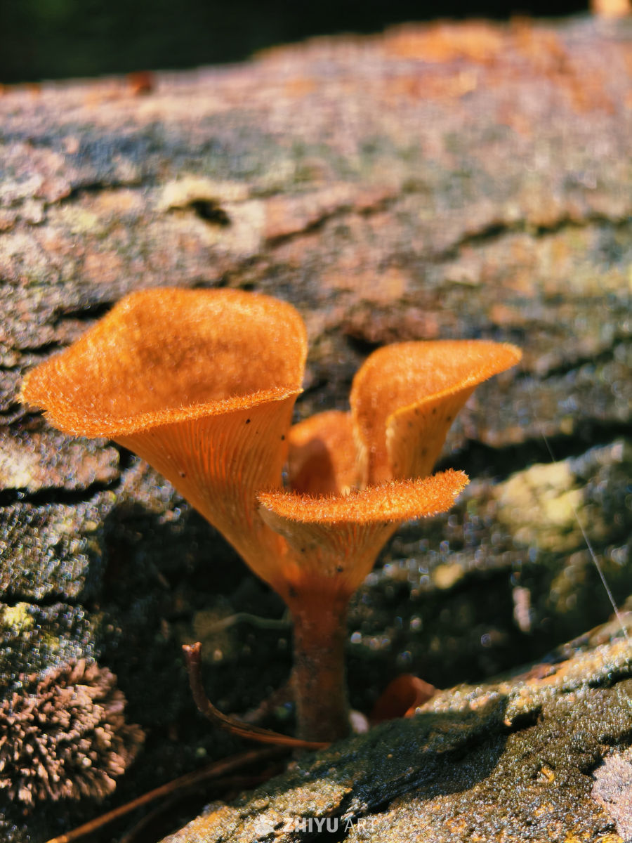 阳光下的橙色蘑菇