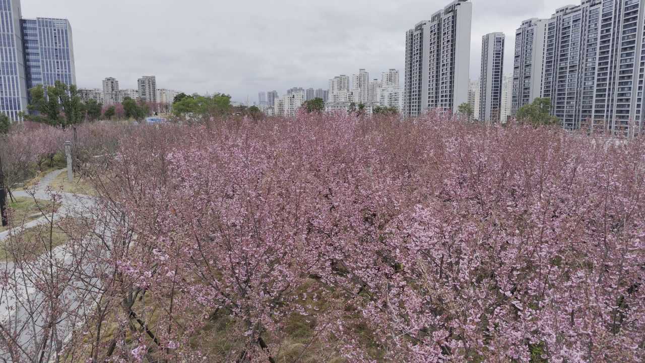 城市中的樱花盛开