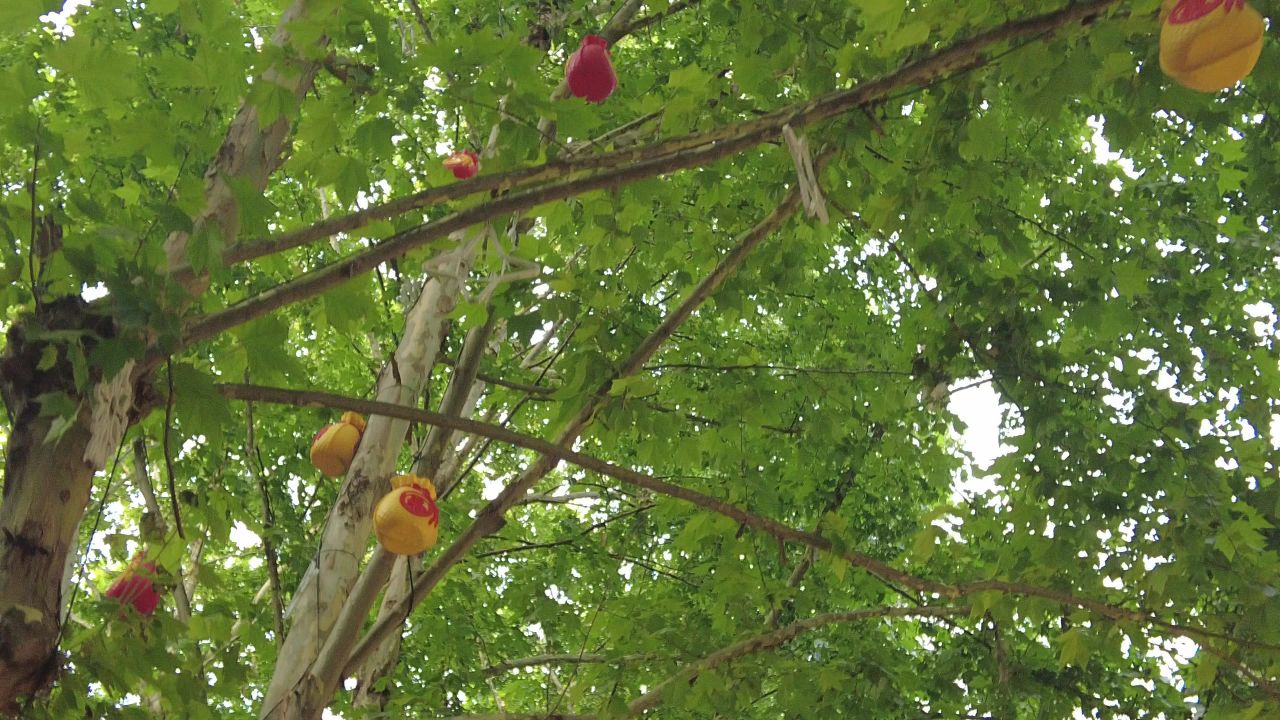 夏日参天大树法国梧桐实拍绿色植物 