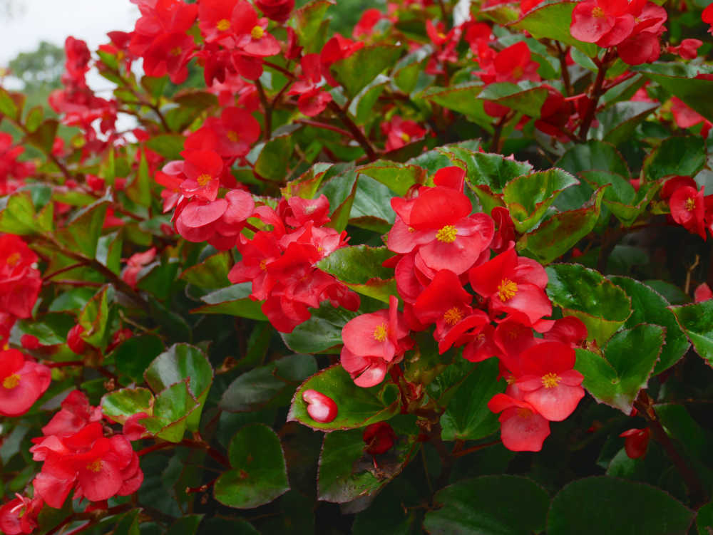 鲜红的四季海棠花