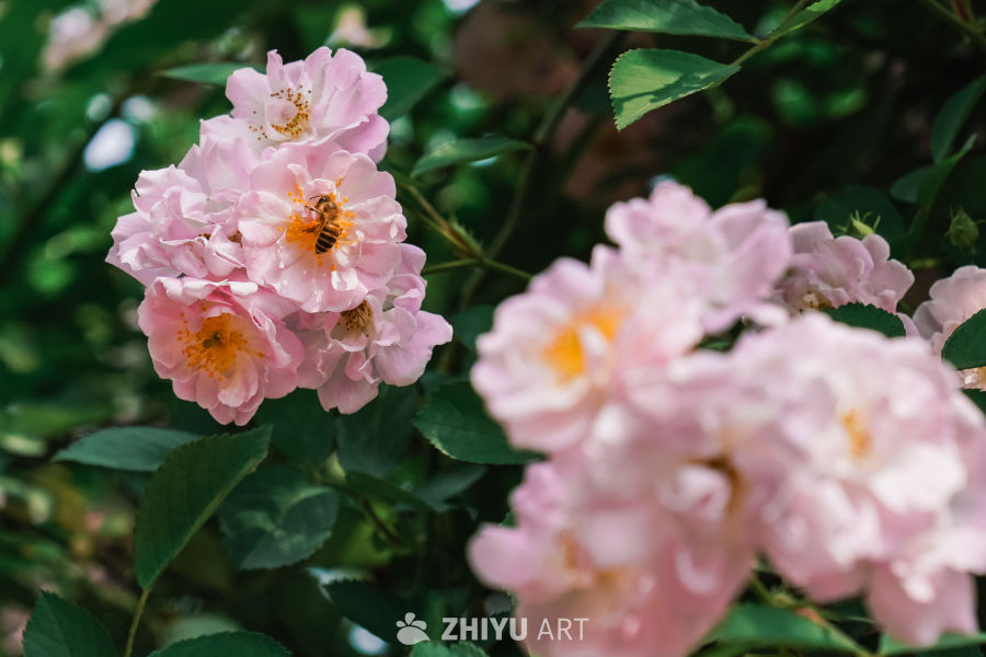 春末的蔷薇花 17