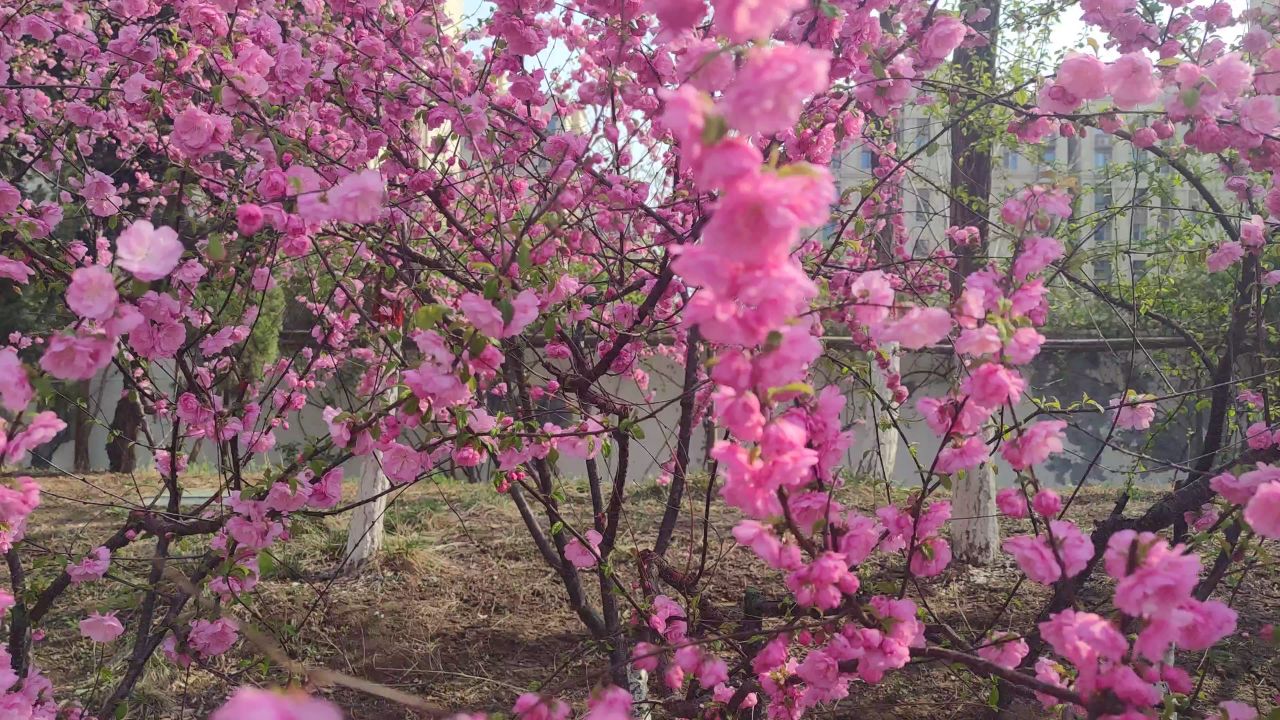 春天来了 27