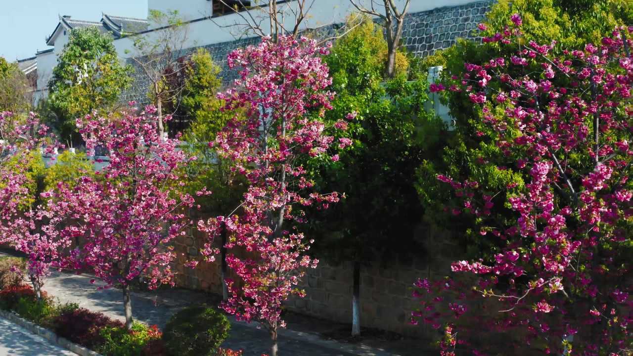 春日樱花古街